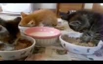 Kediler İçin Mama  Su Kabı 